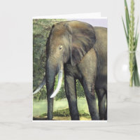 Cartão de Pintura Elefante