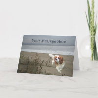 Cartão de Saudação Cavalier King Charles Spaniel