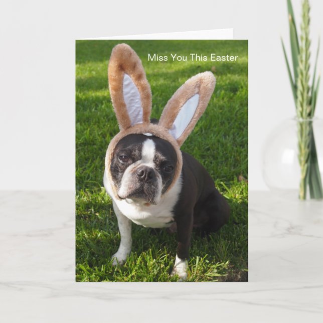 Festividades Cartão de Saudação de Bunny Terrier Boston (Frente)