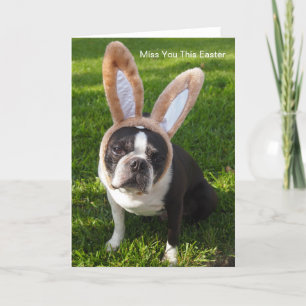 Festividades Cartão de Saudação de Bunny Terrier Boston