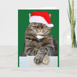 Festividades Cartão de Saudação de Foto de Gato de Natal