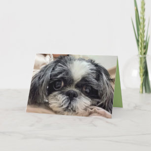 Festividades Cartão de Saudação de Rapariga Shih Tzu