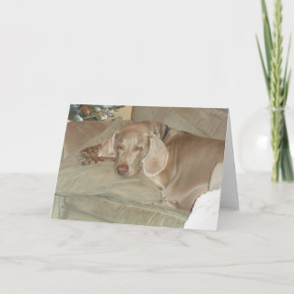 Festividades Cartão de Saudação do Weimaraner
