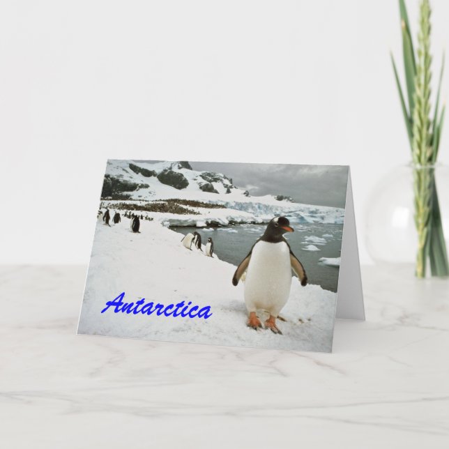 Festividades Cartão de saudação dos Pinguins Antárticos (Frente)