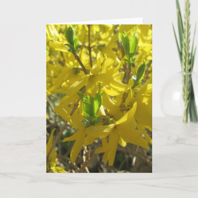 Festividades Cartão de Saudação - Forsythia (Frente)