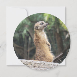 Festividades Cartão de Saudação Meerkat Redondo Personalizado