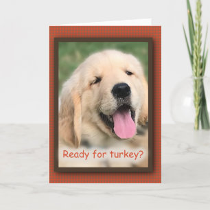 Festividades Cartão de Saudação para o ouro Retriever, Ação de