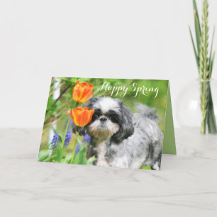 Festividades Cartão de Saudação para Primavera Shih Tzu Girl