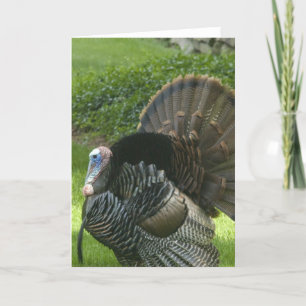 Festividades Cartão de Saudação Wild Turkey