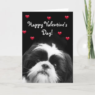 Festividades Cartão de Shih Tzu do feliz dia dos namorados