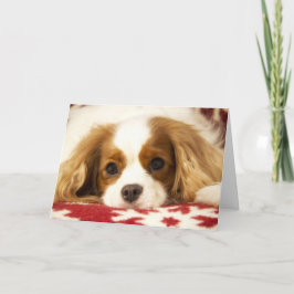 Festividades Cartão descuidado do Spaniel de rei Charles do