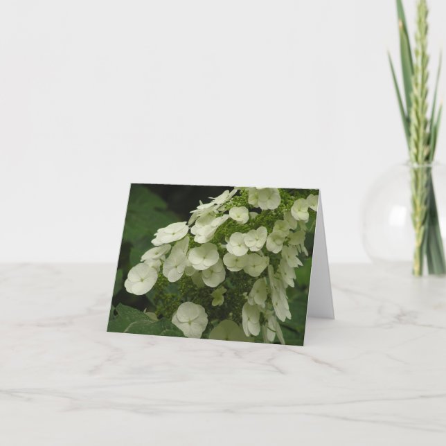 Festividades Cartão do hydrangea de Oakleaf (quercifolia do (Frente)