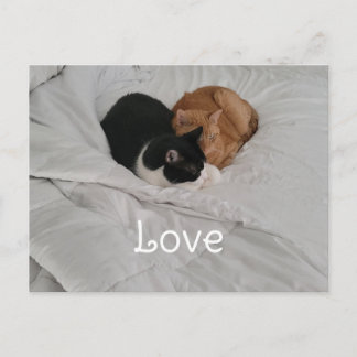 Festividades Cartão postal de Amor com Coração de Gato