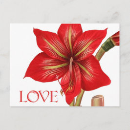 Festividades Cartão postal de Feriado Amaryllis