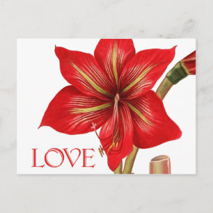 Festividades Cartão postal de Feriado Amaryllis