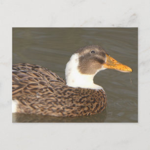 Festividades Cartão postal de férias DIY de Pato Fofo Close Up