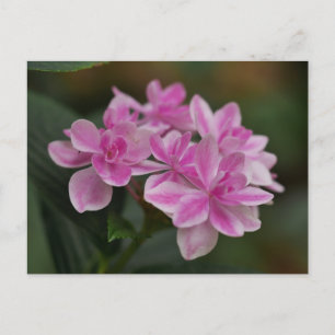 Festividades Cartão postal de flor de hortênsia rosa