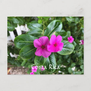 Festividades Cartão postal de Flor Puro da Costa Rica