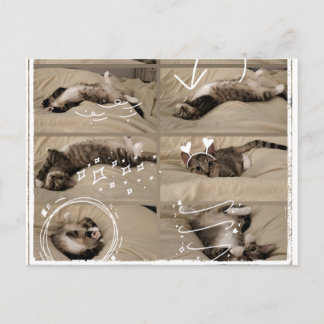 Festividades Cartão Postal de Gatinho Adorável