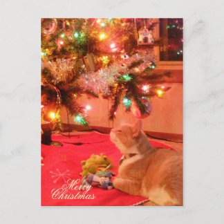 Festividades Cartão postal de gato natalino