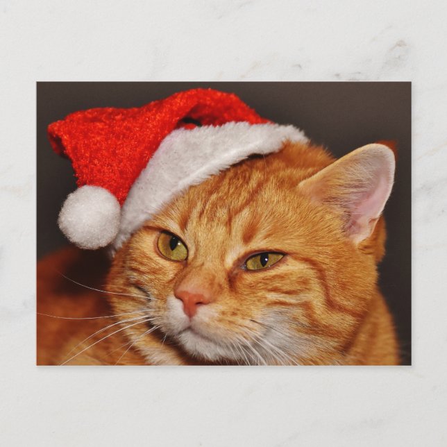 Festividades Cartão postal de gato natalino (Frente)