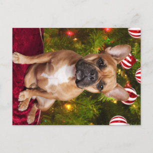 Festividades Cartão postal de Natal para Buldogue Francês