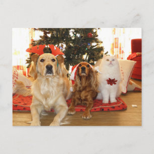 Festividades Cartão postal de Natal Pets