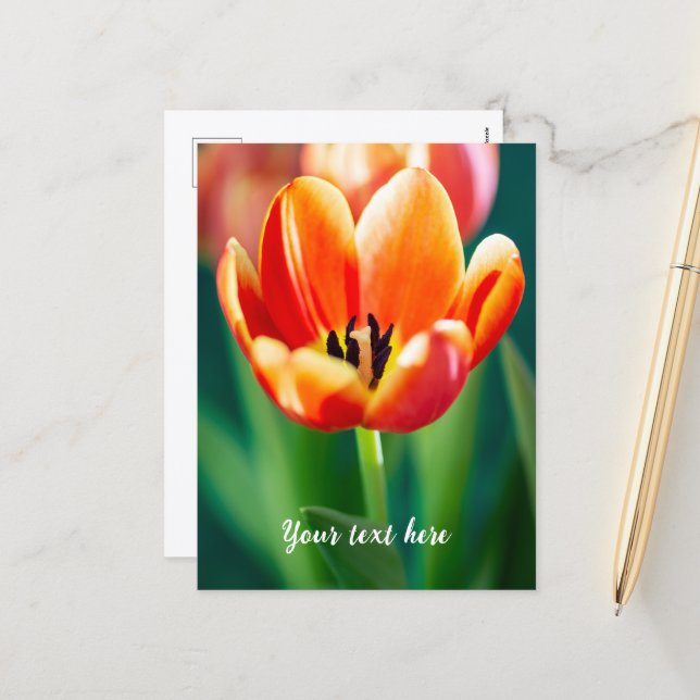 Festividades Cartão postal de tulipa laranja (Frente/Verso In Situ)