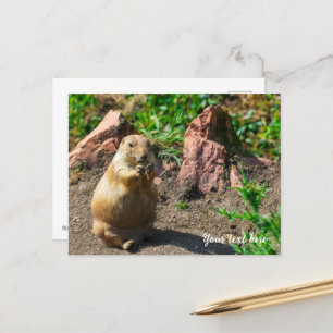 Festividades Cartão Postal do Cão da Pradaria de Cauda Preta