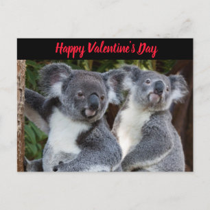 Festividades Cartão postal do dia de os namorados Koala Bears