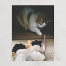 Cartão postal do tempo de brincadeira do gato de p