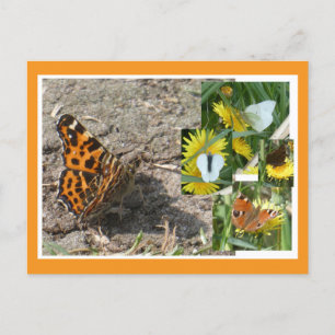 Festividades Cartão postal Holandês de Borboletas de Verão Coll