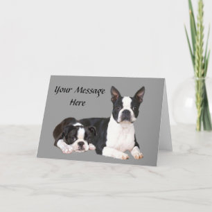 Festividades Cartão Saudação de Amigos de Boston Terrier