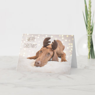 Festividades Cartão Xmas/Cartão de Natal "Magyar Vizsla"