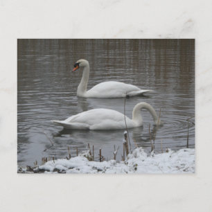 Festividades Cisnes Fofos no Cartão Postal DIY de Inverno