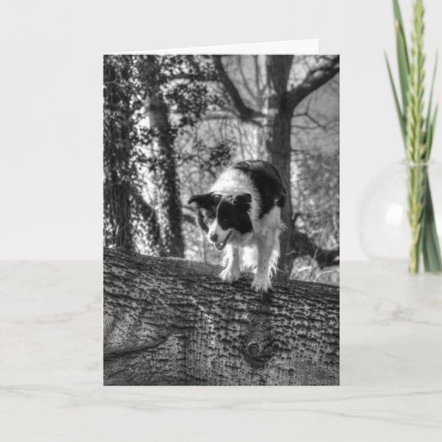 Festividades Collie no bosque Cartão de Aniversário (Frente)