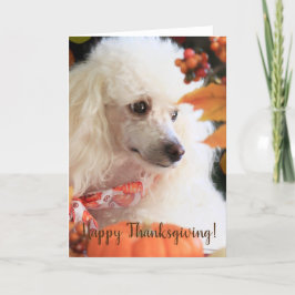 Festividades Feliz Cartão de Poodle de Ação de Graças