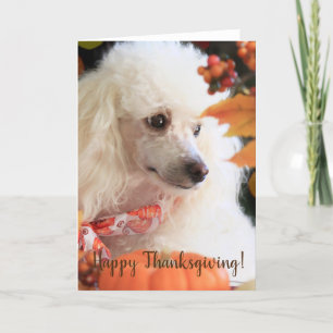 Festividades Feliz Cartão de Poodle de Ação de Graças
