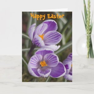 Festividades Flores de crocus roxas ... cartão de Páscoa