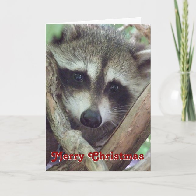 Festividades Foto de Baby Raccoon, Cartão de Natal (Frente)