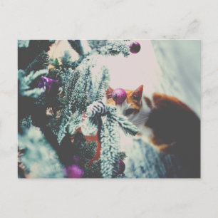 Festividades Gatinho sob o cartão postal de Natal