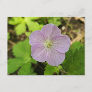 Festividades Gerânio Silvestre Roxo Cartão Postal de Flor Silve