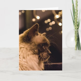 Festividades O gato de Ragdoll ilumina o cartão