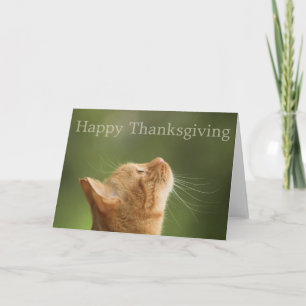 Festividades Orange Tabby Cat: Feliz Cartão de Ação de Graças