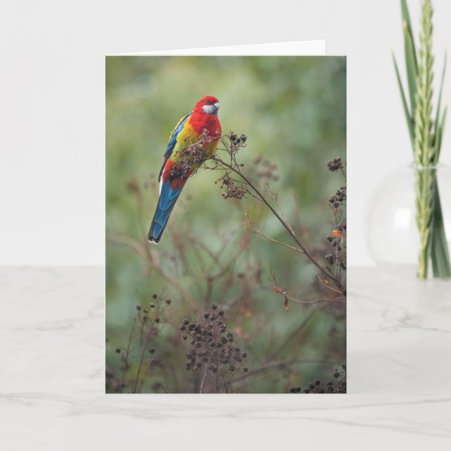 Festividades Papagaio oriental de Rosella - cartão (Frente)