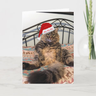 Festividades Papais noeis Gatos Obtêm Biscoitos Cartão de Natal