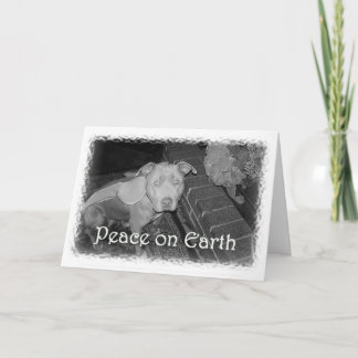Festividades Paz no cartão de Natal da terra (pitbull)