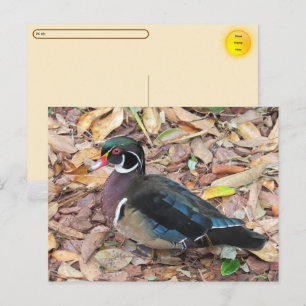 Festividades Postcrossing - Cartão Postal de Pato Silvestre