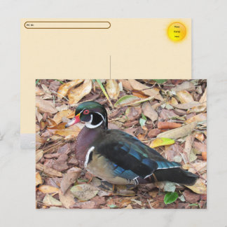 Festividades Postcrossing - Cartão Postal de Pato Silvestre