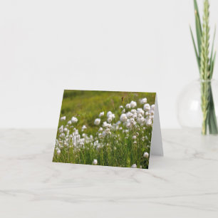 Festividades Prado de Grama de Algodão - Cartão de 10cm x 14cm